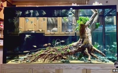 樹樁魚缸：樹樁魚缸適合哪些魚類,樹樁魚缸擺件價格對比
