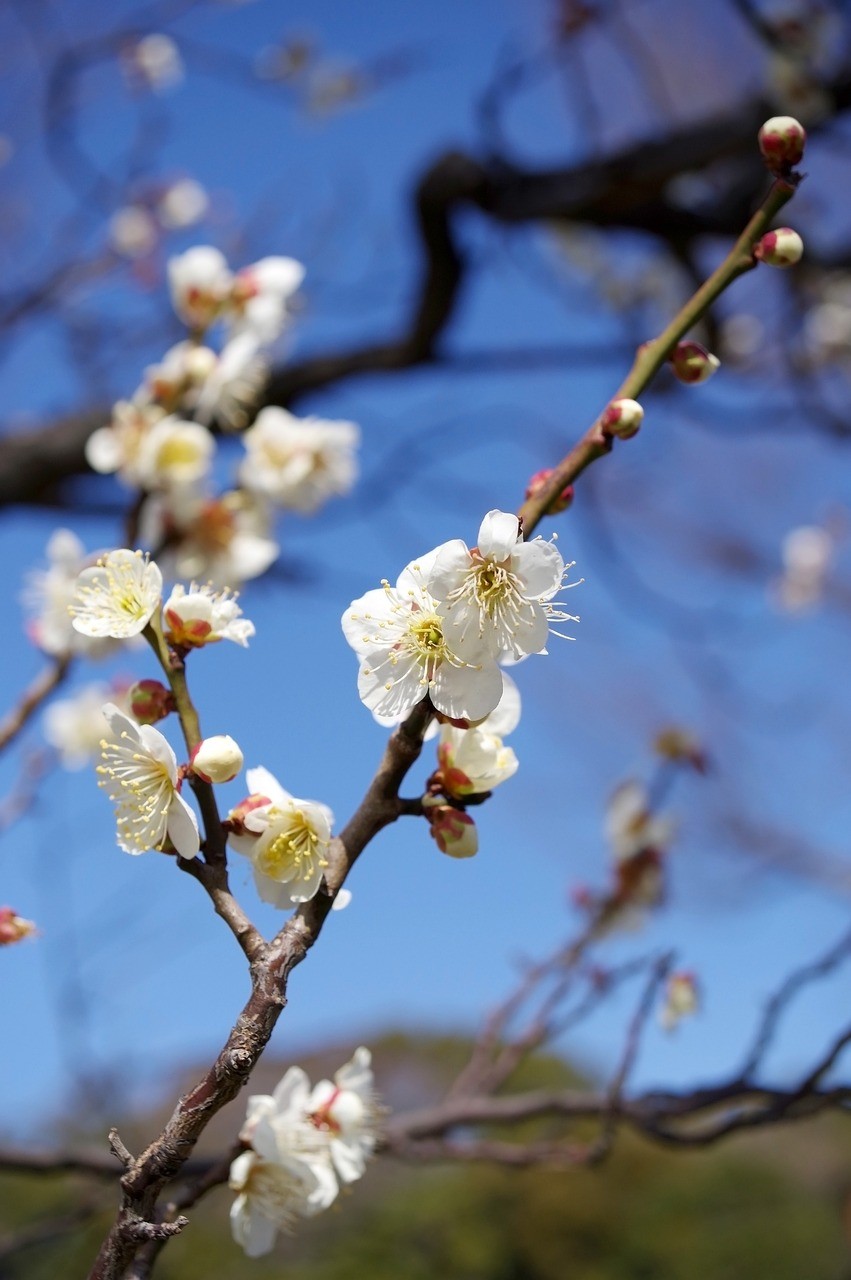 丹鳳縣棣花鎮觀賞魚批銷部（丹鳳花卉市場）