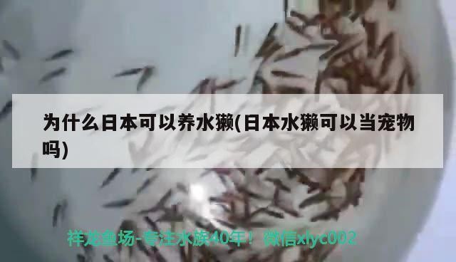 鄭州市金水區繽紛水族觀賞魚陳砦花卉鄭汴路店