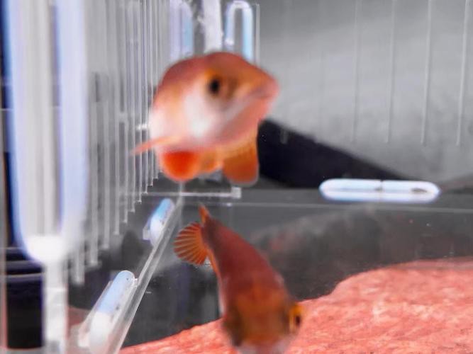 下龍魚的圖片欣賞大全 下龍魚的圖片欣賞大全 龍魚百科 第10張
