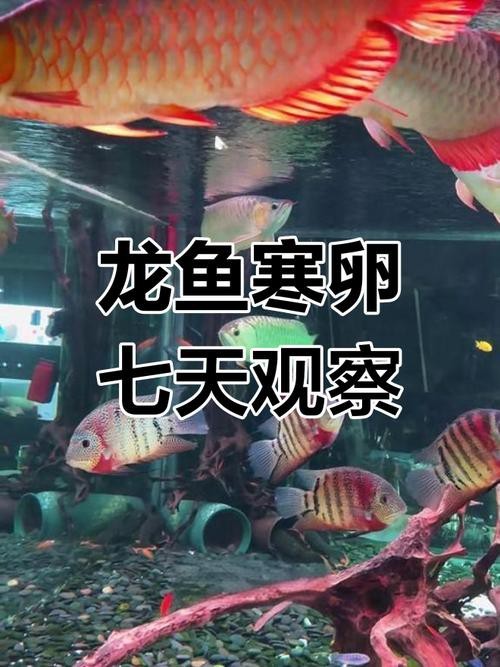 下龍魚的圖片欣賞大全 下龍魚的圖片欣賞大全 龍魚百科 第14張