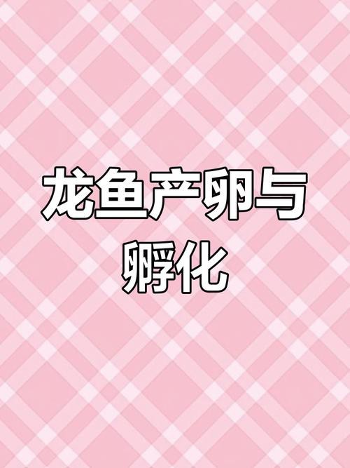 下龍魚的圖片欣賞大全 下龍魚的圖片欣賞大全 龍魚百科 第13張