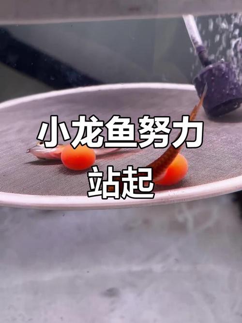 下龍魚的圖片欣賞大全 下龍魚的圖片欣賞大全 龍魚百科 第17張
