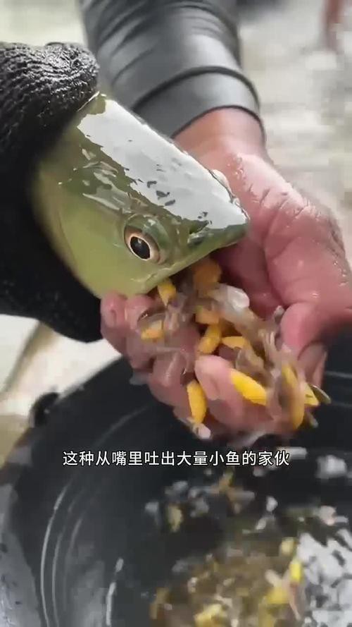 下龍魚的圖片欣賞大全 下龍魚的圖片欣賞大全 龍魚百科 第16張