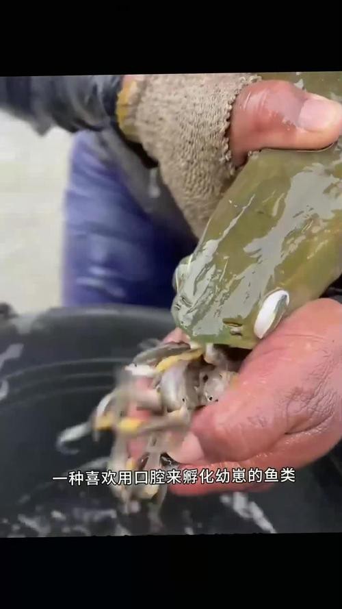 下龍魚的圖片欣賞大全 下龍魚的圖片欣賞大全 龍魚百科 第18張