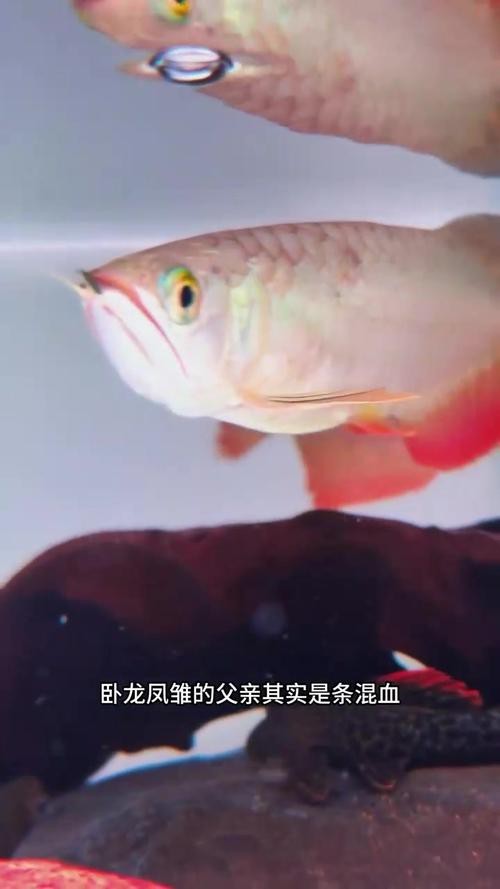 下龍魚的圖片欣賞大全 下龍魚的圖片欣賞大全 龍魚百科 第20張