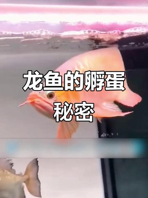 下龍魚的圖片欣賞大全 下龍魚的圖片欣賞大全 龍魚百科 第19張