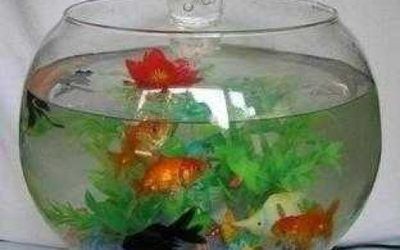 觀賞魚的種類有哪些？：泰國斗魚觀賞魚類觀賞魚，紅劍魚適合新手和懶人養魚人