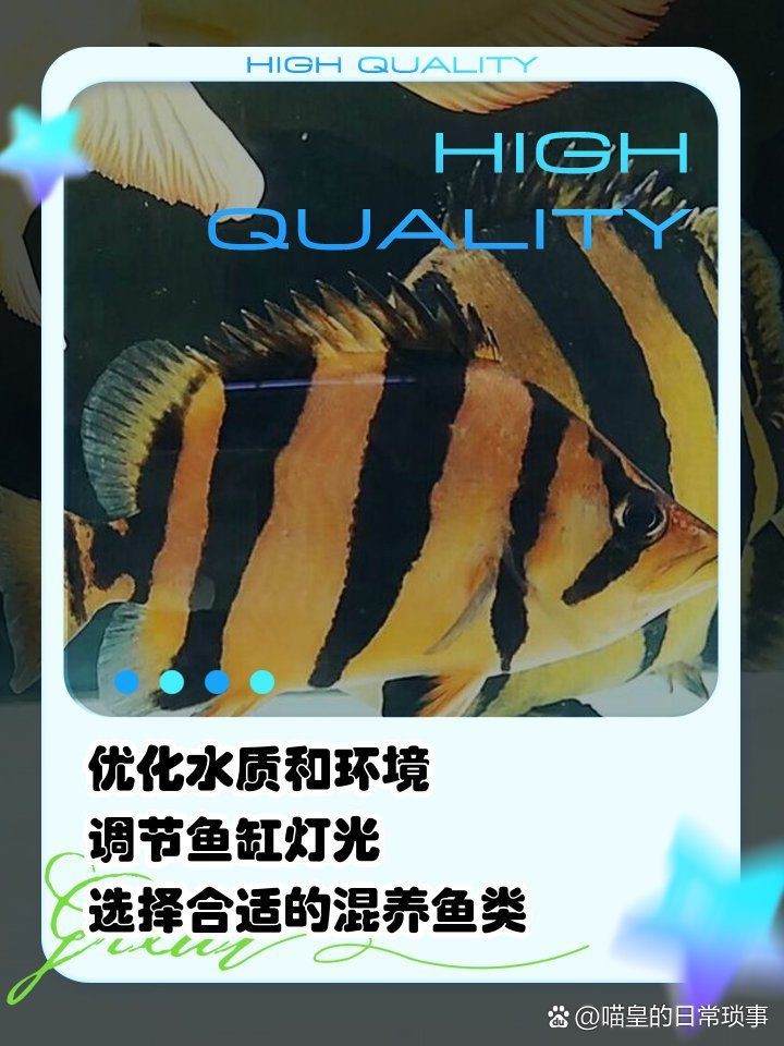 虎魚用黑底還是白底