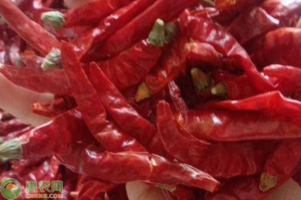 紅龍23辣椒適合哪些地區(qū)種植？