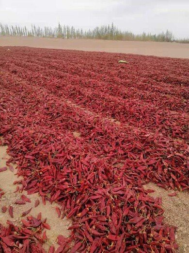 紅龍23辣椒適合哪些地區(qū)種植？