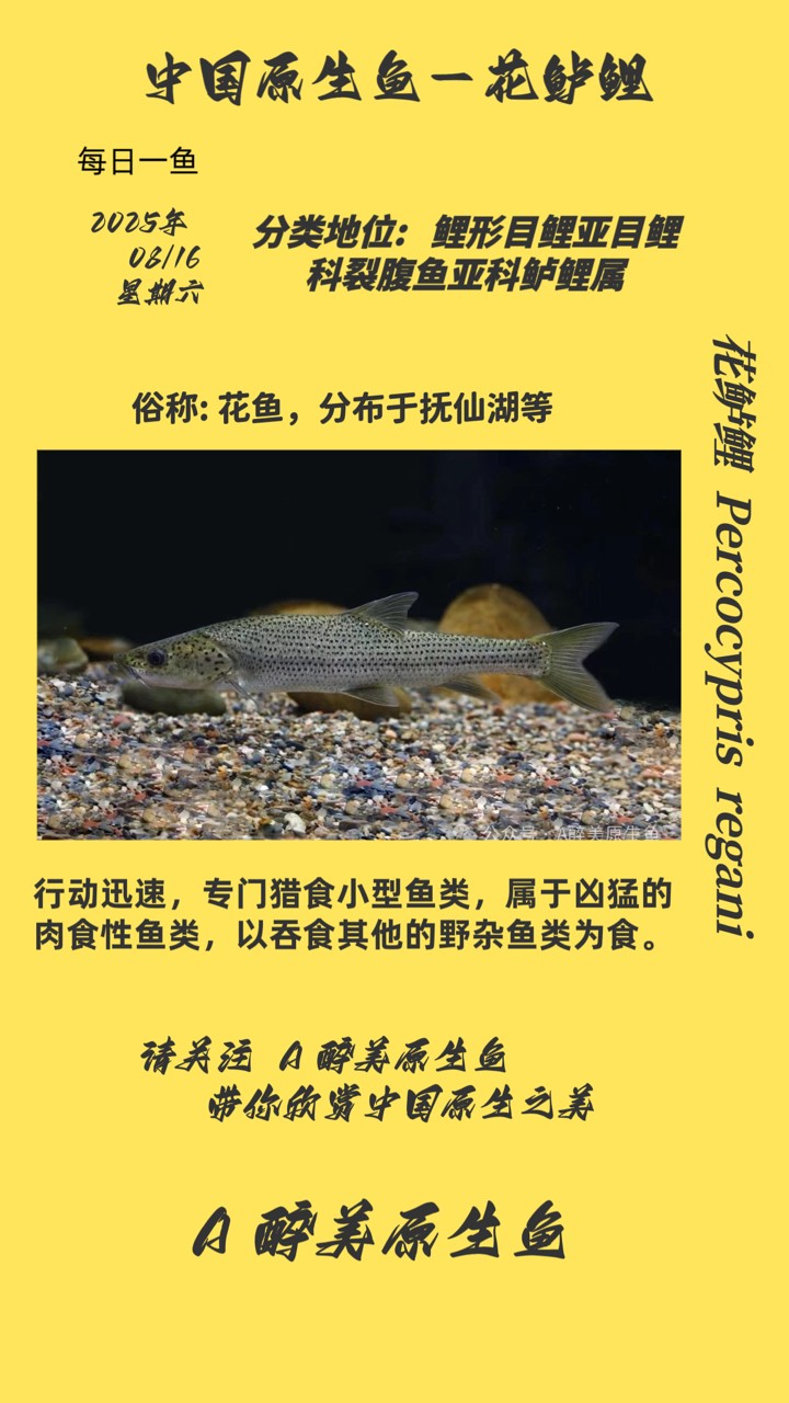 花鱸鯉