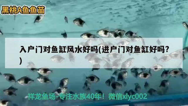 盧龍縣新奇金魚店