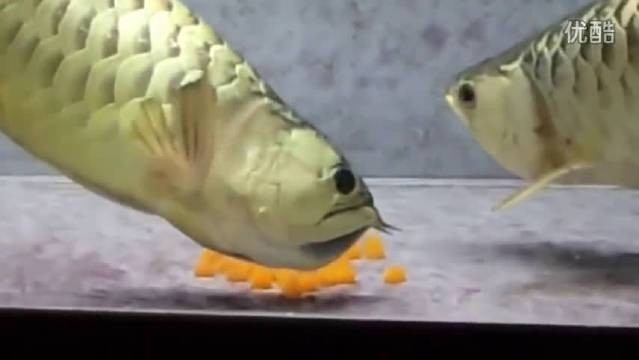 金龍魚繁殖過程視頻