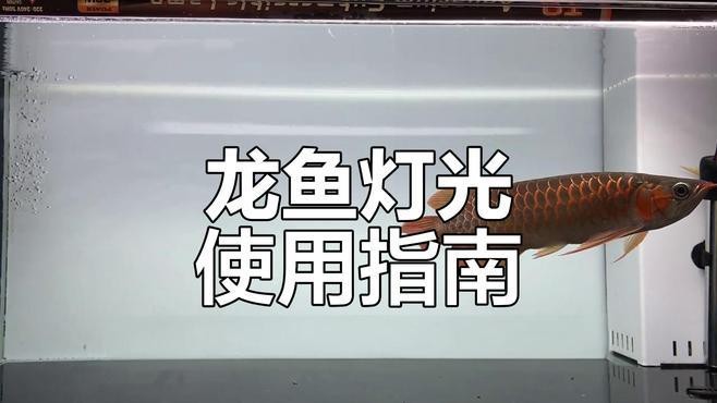 紅龍魚燈光使用注意事項