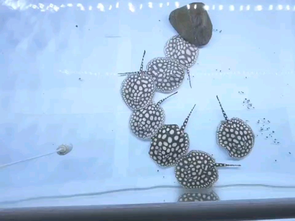養(yǎng)魚人的樂趣