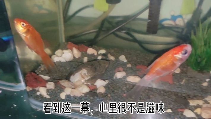 河蚌在魚缸中養不張嘴可能是由于死亡、缺氧而無法正常生活：河蚌養在魚缸里不張嘴是什么原因？