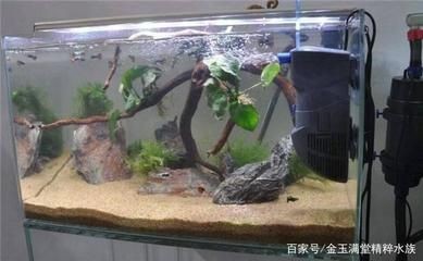 觀景魚缸的水循環系統的維護與保養：自制魚缸水循環系統的維護與保養與保養魚缸水循環系統的步驟