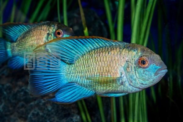 水龍魚學名：關于水龍魚的學名