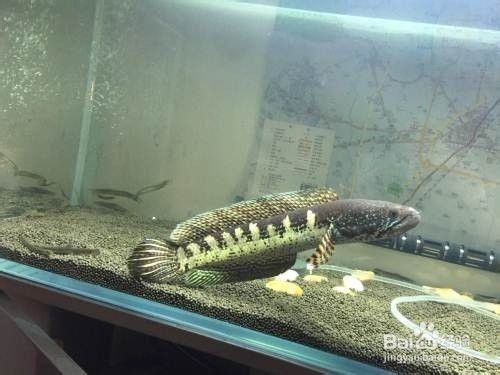 漳州市龍文區阿清水族館（漳州市龍文區阿清水族館地址）