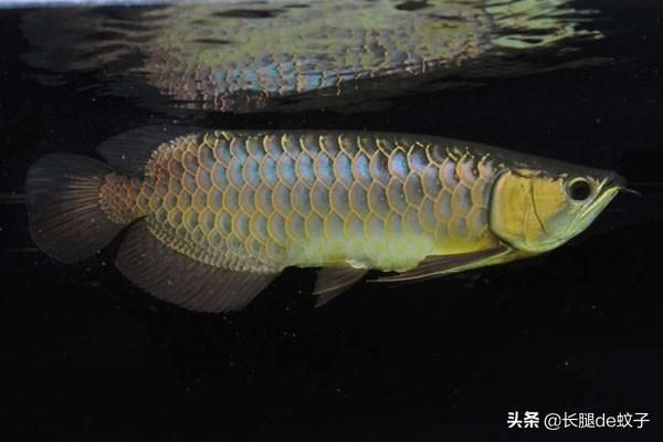 藍底金龍魚是一種具有特殊底色的金龍魚品種其特征：什么是藍底金龍魚