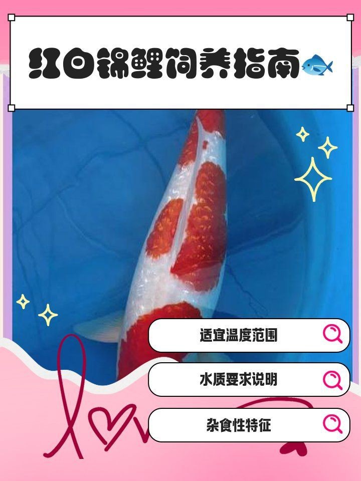 紅白錦鯉三不過