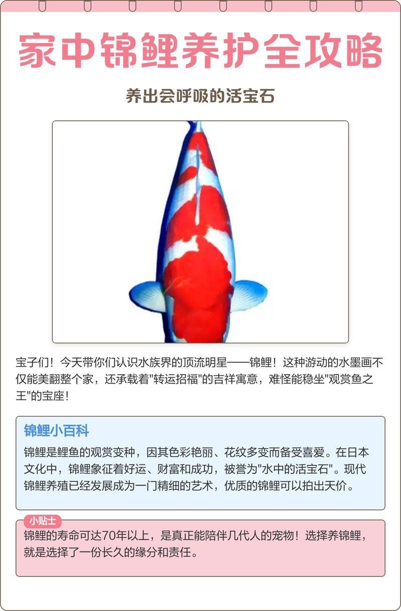 紅白錦鯉三不過