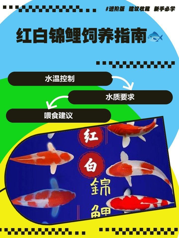 紅白錦鯉三不過