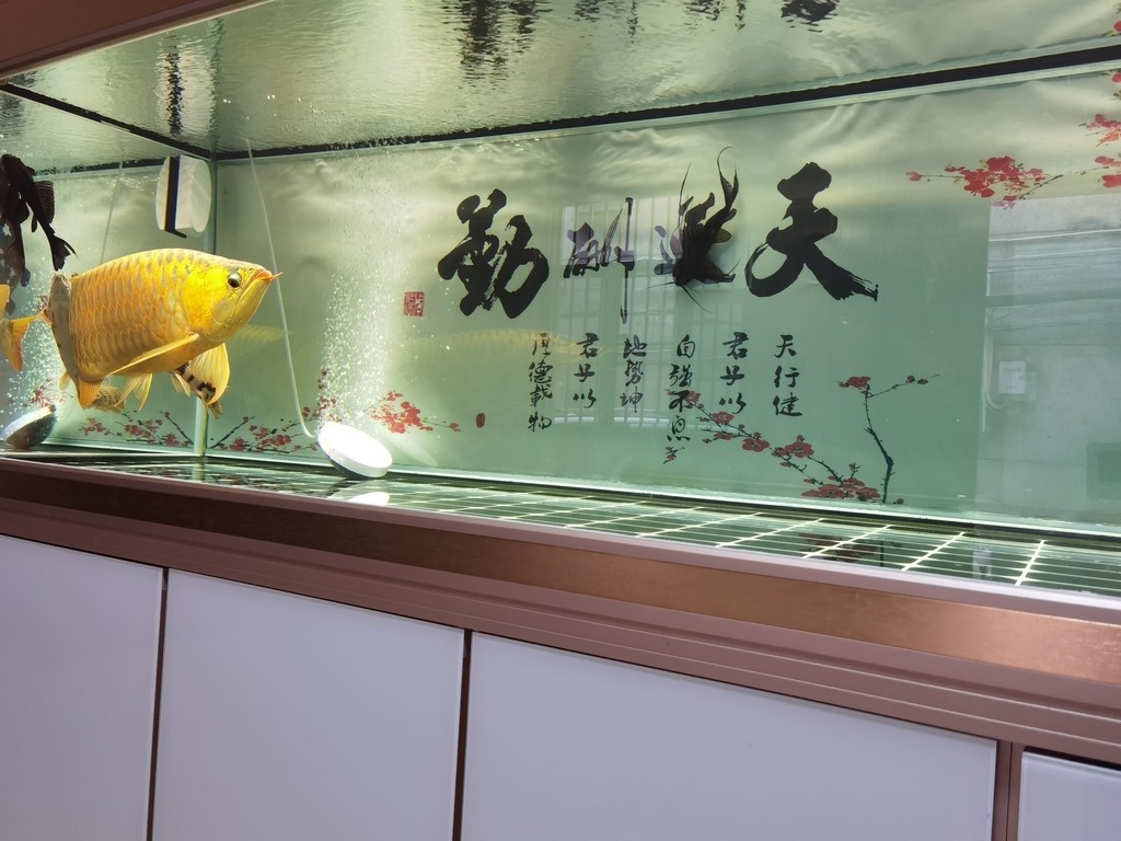 克拉瑪依區(qū)元芝水族館二店