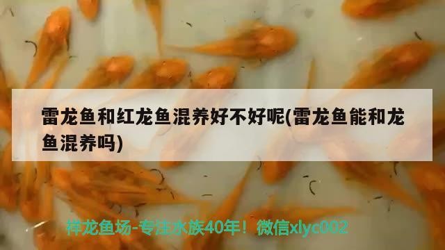 非洲雷龍魚是一種熱帶淡水魚類中最大的雷龍魚是哪一種魚，最大的雷龍魚是哪一種魚