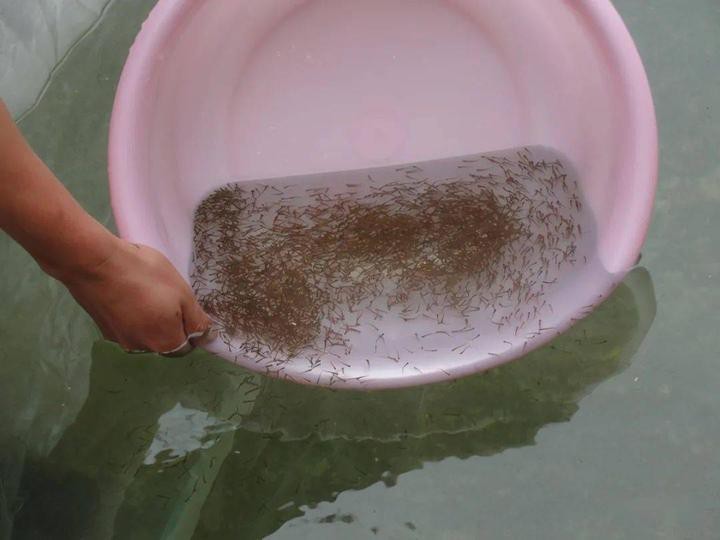 福龍王魚的人工培育有多難？