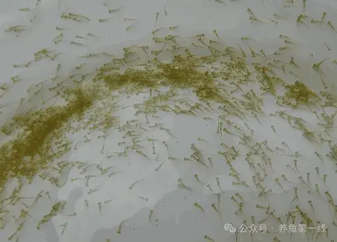 福龍王魚的人工培育有多難？