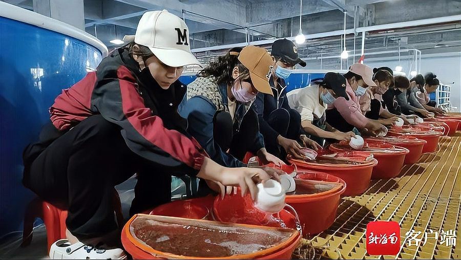 福龍王魚的人工培育有多難？