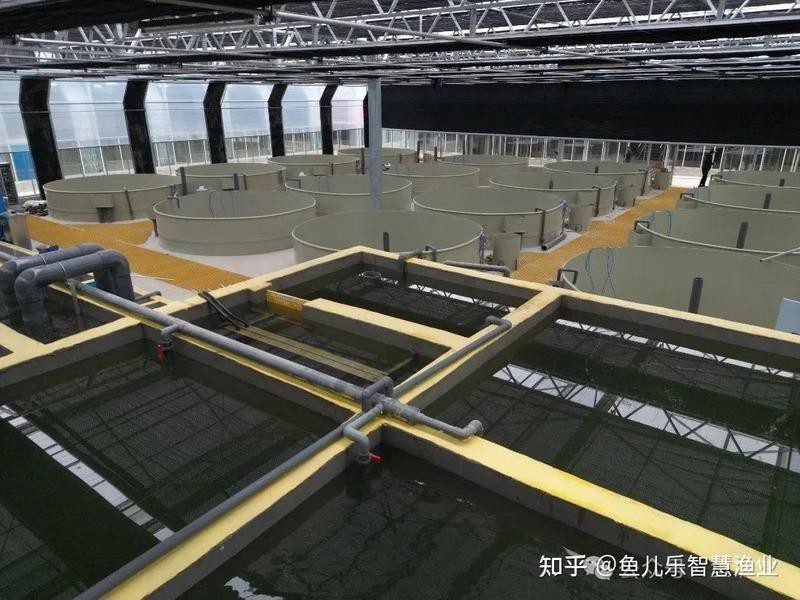 福龍王魚的人工培育有多難？