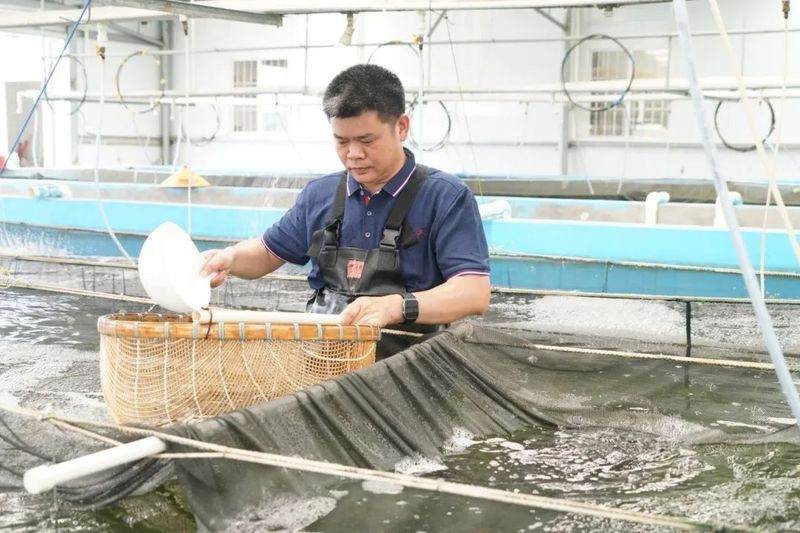 福龍王魚的人工培育有多難？
