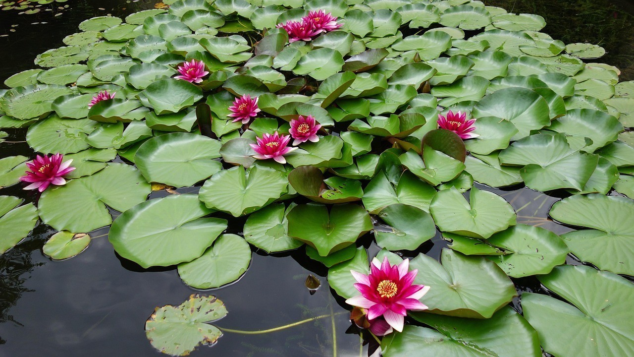 適合懶人養(yǎng)的水中花卉