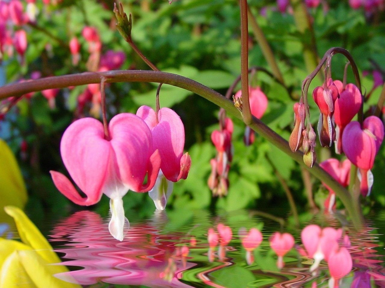 適合懶人養(yǎng)的水中花卉