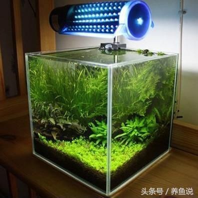魚缸in和out怎么區(qū)分出來：魚缸中的in和out代表了不同的水流入出方向