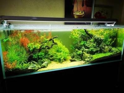 魚缸in和out怎么區(qū)分出來：魚缸中的in和out代表了不同的水流入出方向