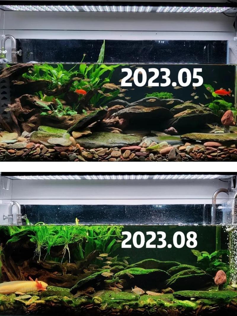 家用小型魚缸