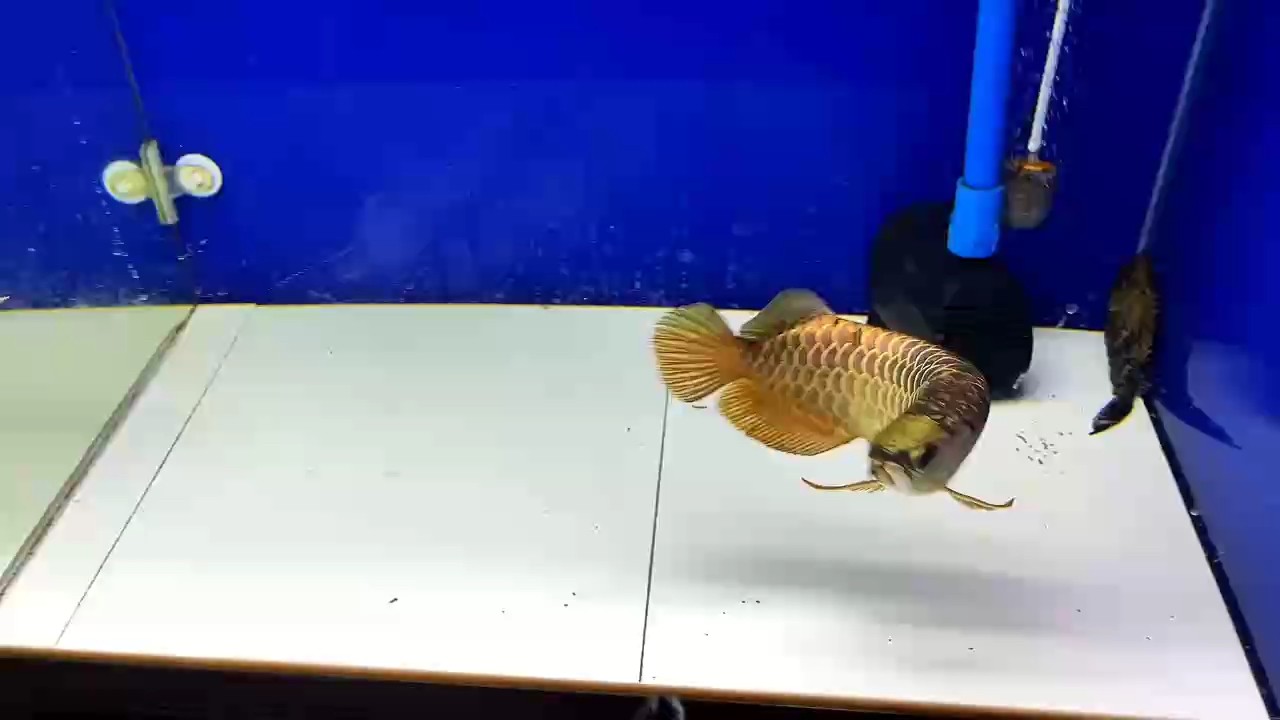 魚(yú)缸還用換水嗎為什么（魚(yú)缸是否需要定期換水）
