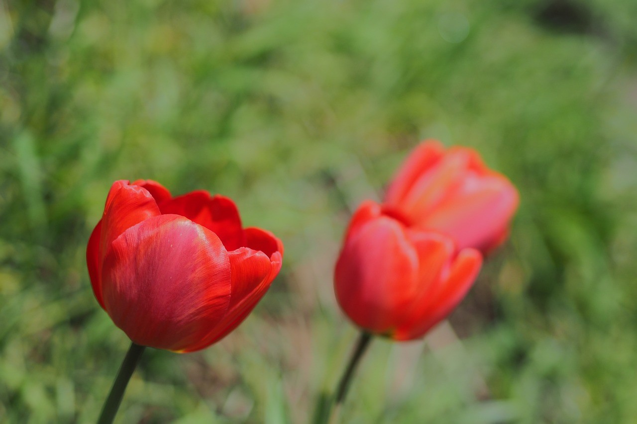 合陽縣花開花香經(jīng)銷部（合陽縣花開花香經(jīng)銷部電話）