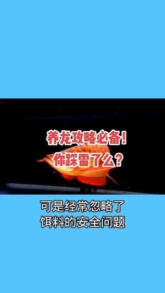 推薦一些紅龍魚養(yǎng)殖視頻