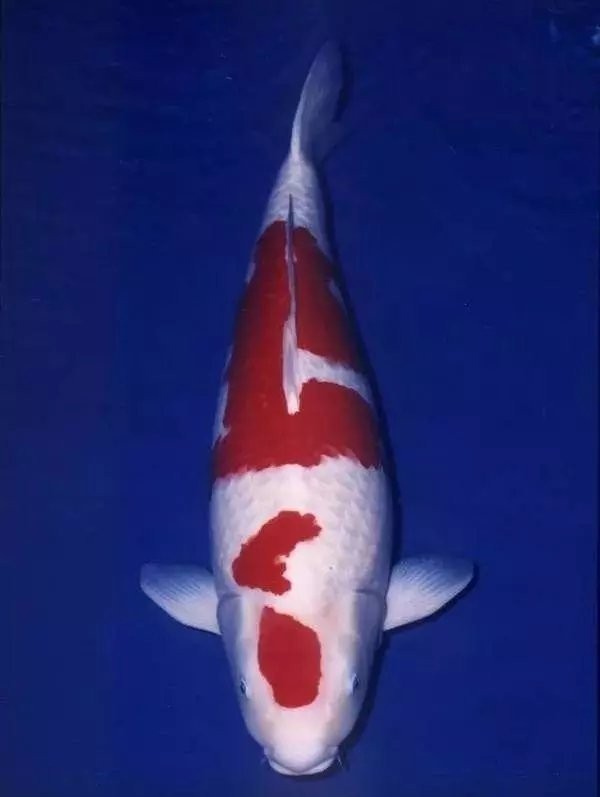 歷屆冠軍中有哪些名魚