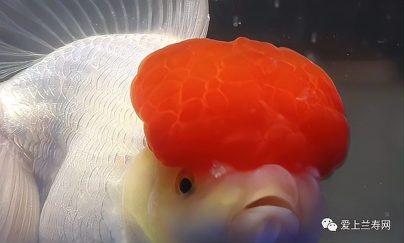 歷屆冠軍中有哪些名魚