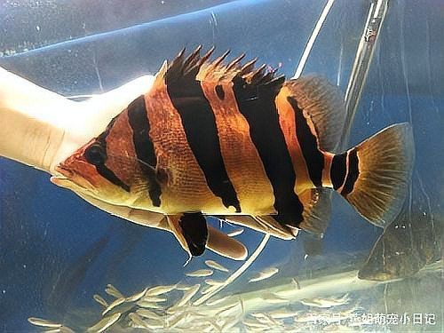虎魚混養最佳搭配圖 虎魚混養最佳搭配圖 龍魚論壇 第7張