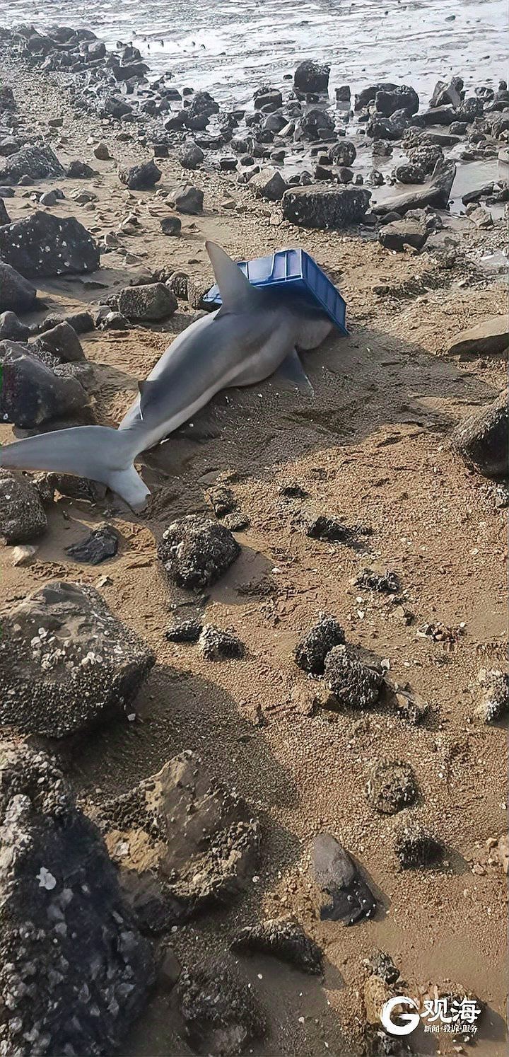 青島海邊有被鯊魚咬死