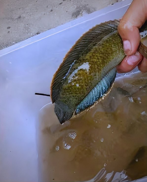 西青龍魚哪個烹飪方法最受歡迎，清蒸西青龍魚哪個品種最受歡迎蒜蓉蒸小青龍配菜有哪些