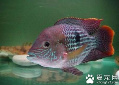 綠皮皇冠豹魚(yú)繁殖水質(zhì)要求，關(guān)于綠皮皇冠豹魚(yú)繁殖的水質(zhì)要求