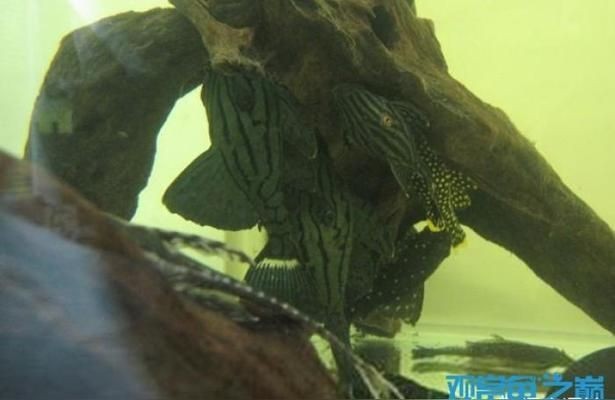 綠皮皇冠豹魚(yú)繁殖水質(zhì)要求，關(guān)于綠皮皇冠豹魚(yú)繁殖的水質(zhì)要求